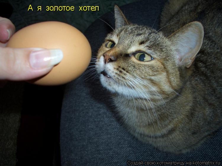 Котоматрица: А  я  золотое  хотел