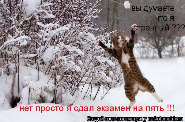 Котоматрица: вы думаете что я странный ??? вы думаете  что я странный ??? нет просто я сдал экзамен на пять !!!
