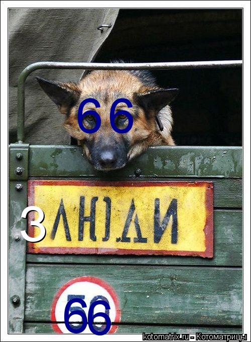 Котоматрица: З 6 6 6 6