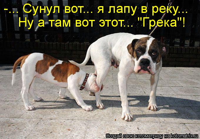 -... Сунул вот... я лапу в реку... Ну а там вот этот... "Грека"!... Котоматрица: -... Сунул вот... я лапу в реку... Ну а там вот этот... "Грека"!