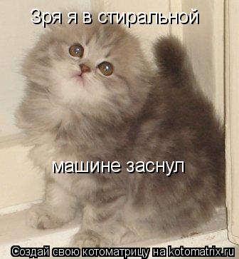 Котоматрица: Зря я в стиральной  машине заснул