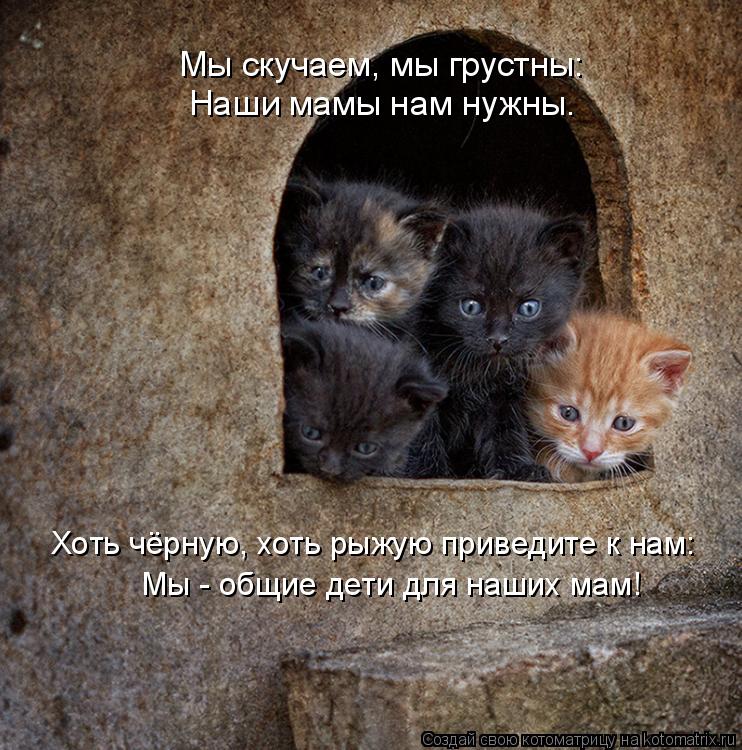 Мы - общие дети для наших мам! Хоть чёрную, хоть рыжую приведите к нам: Мы скучаем, мы грустны: Наши ... Котоматрица: Мы - общие дети для наших мам! Хоть чёрную, хоть рыжую приведите к нам: Мы скучаем, мы грустны: Наши мамы нам нужны.