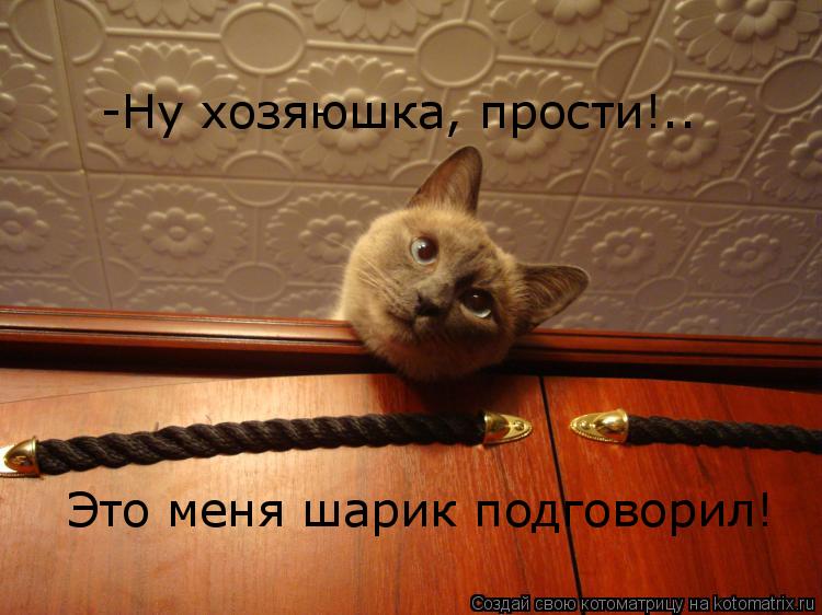 Котоматрица: -Ну хозяюшка, прости!.. Это меня шарик подговорил!