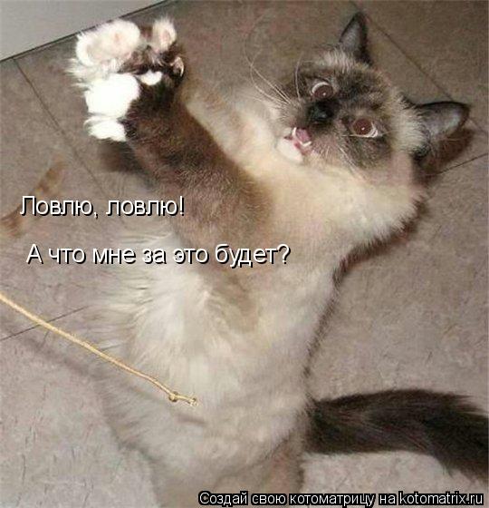 Ловлю, ловлю! А что мне за это будет?... Котоматрица: Ловлю, ловлю! А что мне за это будет?