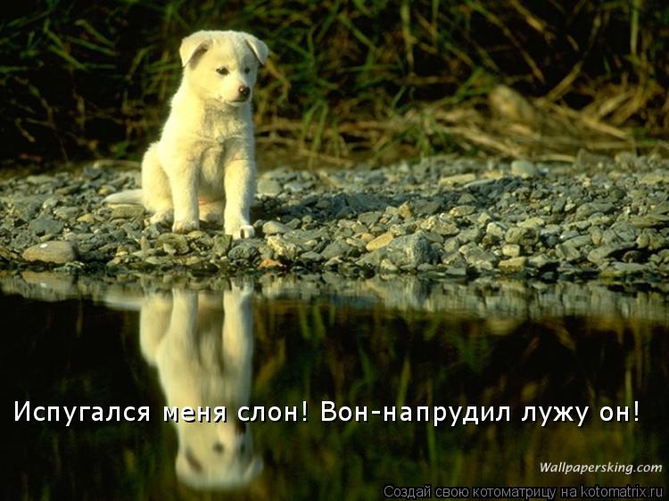Испугался меня слон! Вон-напрудил лужу он!... Котоматрица: Испугался меня слон! Вон-напрудил лужу он!