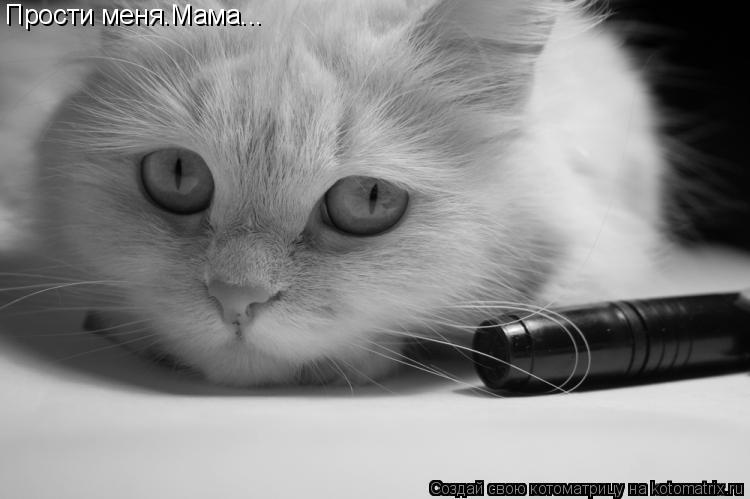 Прости меня.Мама...... Котоматрица: Прости меня.Мама...