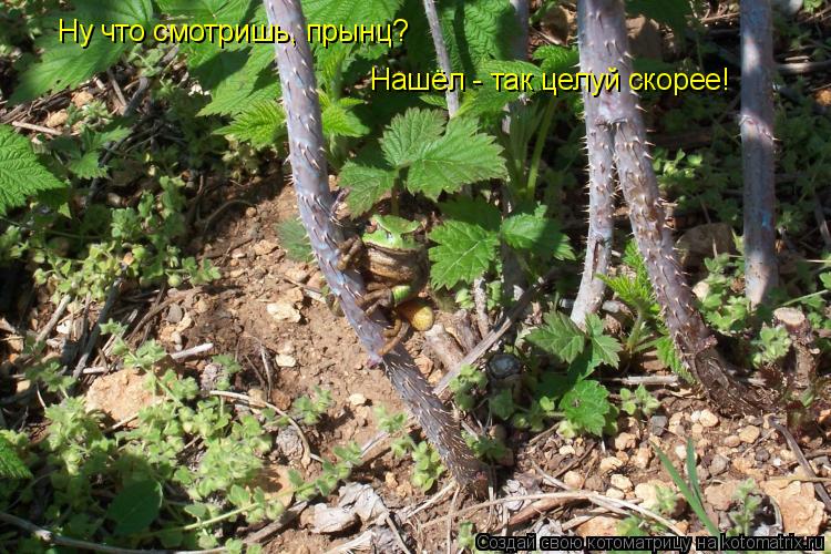 Ну что смотришь, прынц? Нашёл - так целуй скорее!... Котоматрица: Ну что смотришь, прынц? Нашёл - так целуй скорее!