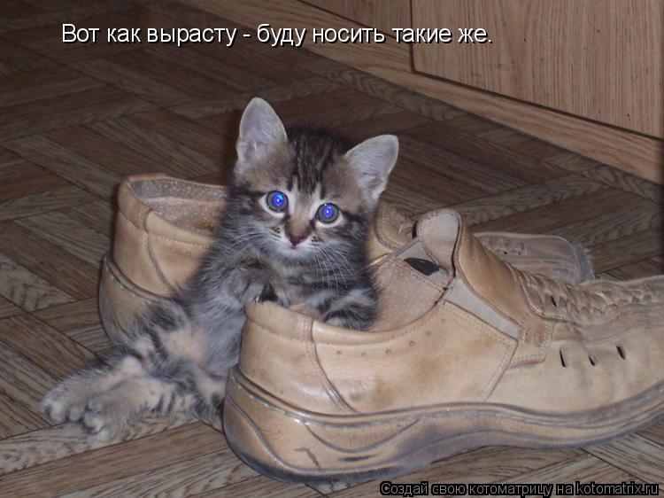 Вот как вырасту - буду носить такие же.... Котоматрица: Вот как вырасту - буду носить такие же.