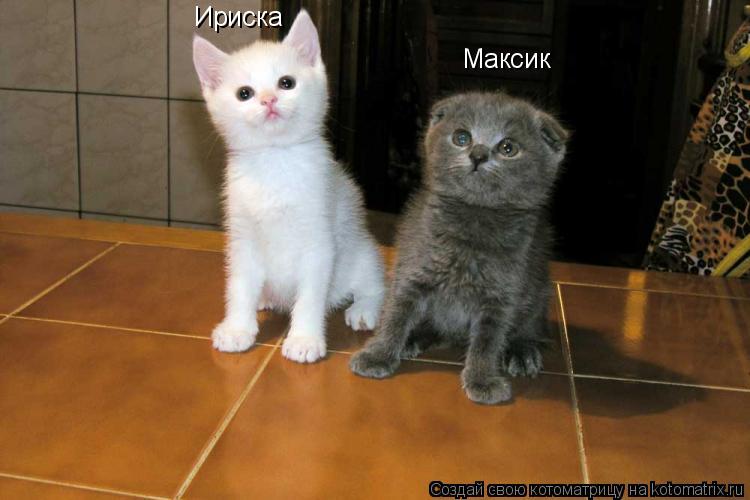 Котоматрица: Максик Ириска