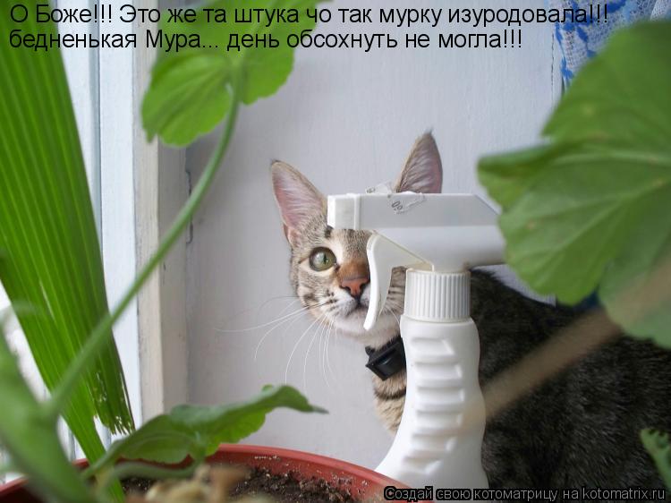 Котоматрица: О Боже!!! Это же та штука чо так мурку изуродовала!!! бедненькая Мура... день обсохнуть не могла!!!