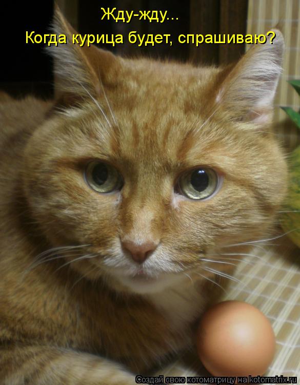 Жду-жду... Когда курица будет, спрашиваю?... Котоматрица: Жду-жду... Когда курица будет, спрашиваю?