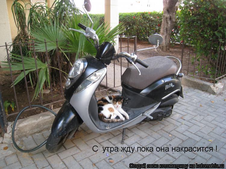 Котоматрица: С  утра жду пока она накрасится !