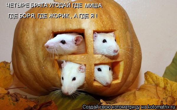 Котоматрица: ЧЕТЫРЕ БРАТА УГОДАЙ ГДЕ  МИША ГДЕ БОРЯ, ГДЕ ЖОРИК , А ГДЕ Я !