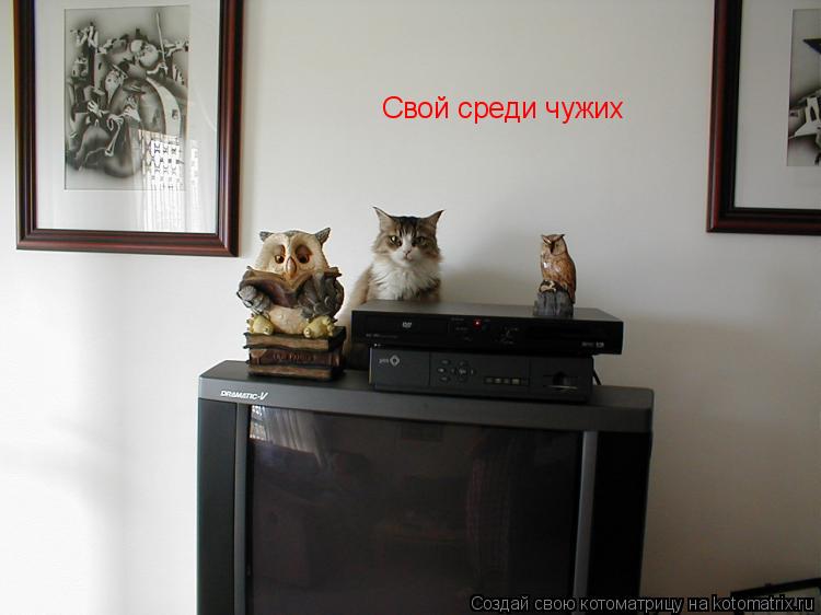 Котоматрица: Свой среди чужих