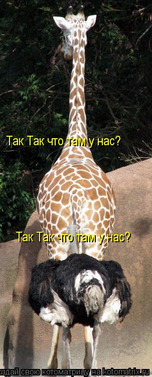 Котоматрица: Так Так что там у нас? Так Так что там у нас?