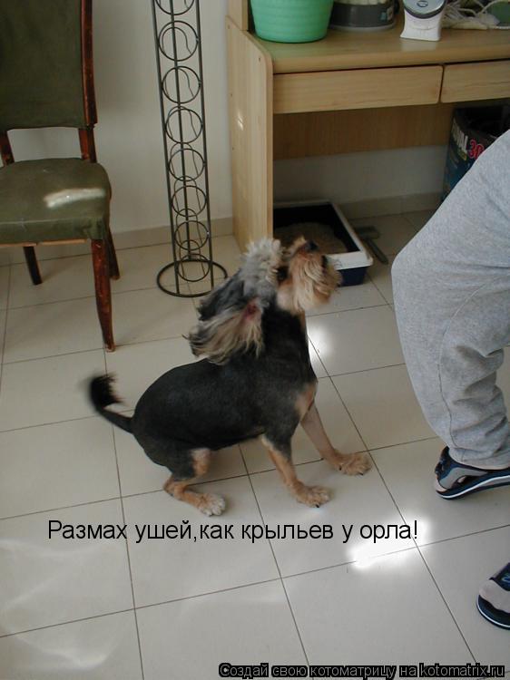 Котоматрица: Размах ушей,как крыльев у орла!