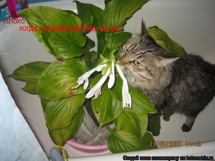 Котоматрица: -плохо.. ...когда хозяева вегетарианцы