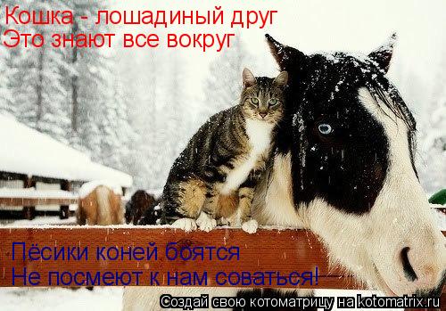 Кошка - лошадиный друг Это знают все вокруг Не посмеют к нам соваться! Пёсики коней боятся... Котоматрица: Кошка - лошадиный друг Это знают все вокруг Не посмеют к нам соваться! Пёсики коней боятся
