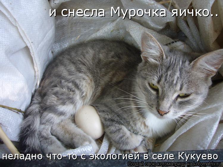 Котоматрица: и снесла Мурочка яичко.. неладно что-то с экологией в селе Кукуево