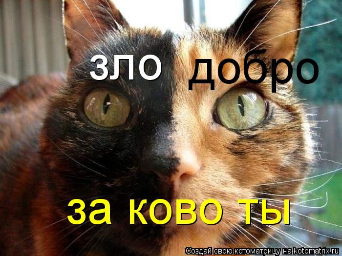 Котоматрица: за ково ты зло добро