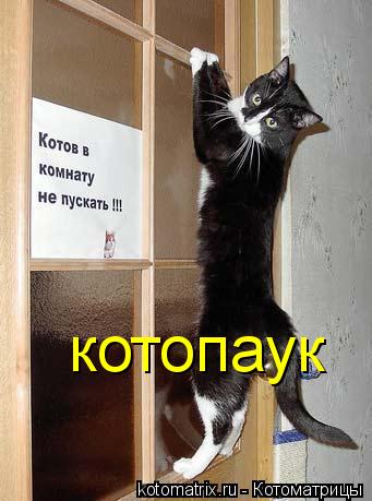 котопаук... Котоматрица: котопаук