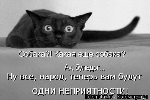 Собака?! Какая еще собака? Ах, бульдог... Ну все, народ, теперь вам будут ОДНИ НЕПРИЯТНОСТИ!... Котоматрица: Собака?! Какая еще собака? Ах, бульдог... Ну все, народ, теперь вам будут ОДНИ НЕПРИЯТНОСТИ!