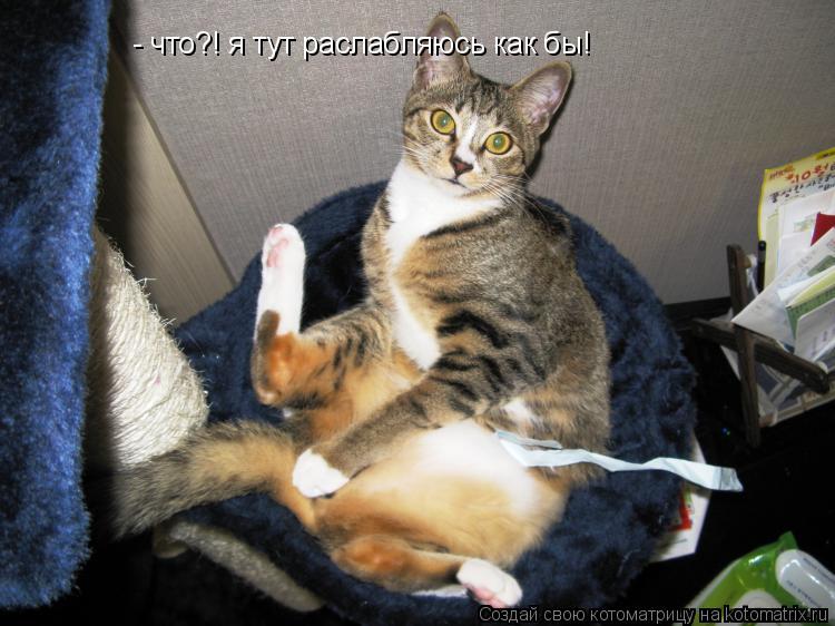 - что?! я тут раслабляюсь как бы!... Котоматрица: - что?! я тут раслабляюсь как бы!