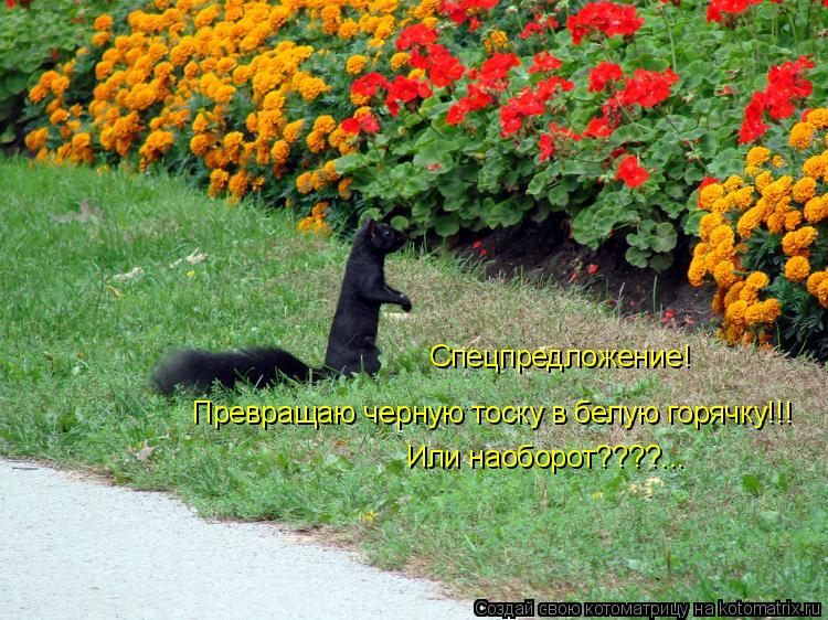Котоматрица: Спецпредложение! Превращаю черную тоску в белую горячку!!! Или наоборот????...