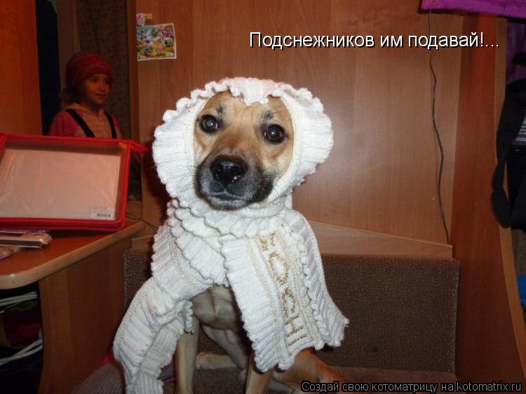 Подснежников им подавай!...... Котоматрица: Подснежников им подавай!...