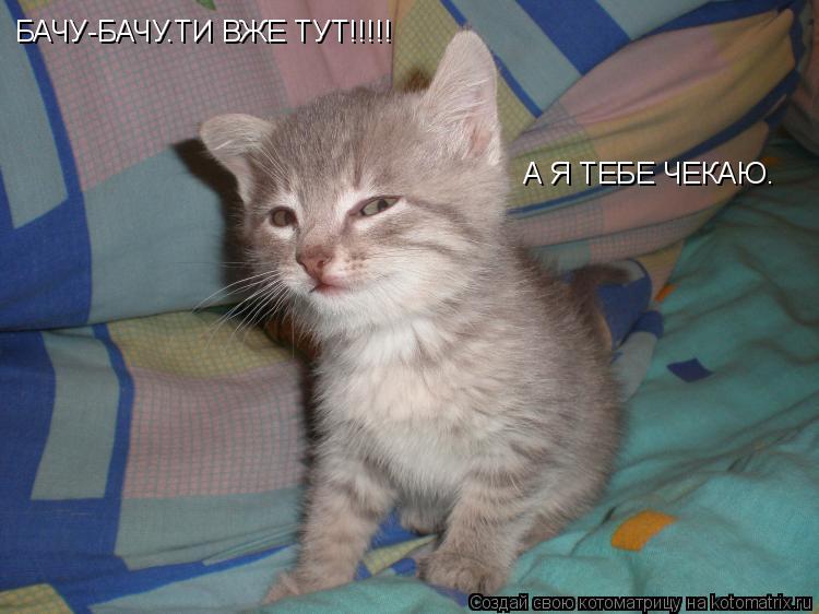 БАЧУ-БАЧУ.ТИ ВЖЕ ТУТ!!!!! А Я ТЕБЕ ЧЕКАЮ.... Котоматрица: БАЧУ-БАЧУ.ТИ ВЖЕ ТУТ!!!!! А Я ТЕБЕ ЧЕКАЮ.