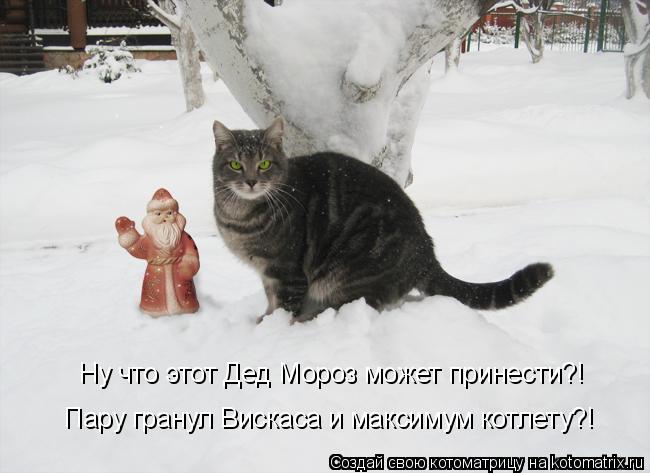 Котоматрица: Ну что этот Дед Мороз может принести?! Пару гранул Вискаса и максимум котлету?!