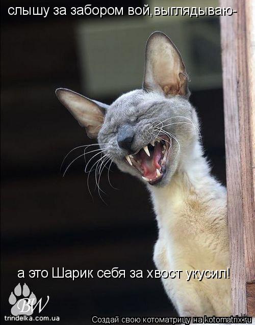Котоматрица: слышу за забором вой,выглядываю- а это Шарик себя за хвост укусил!