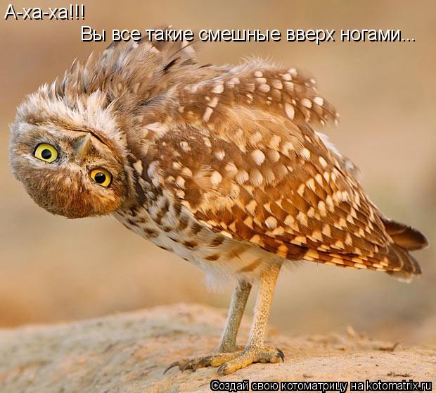 Котоматрица: А-ха-ха!!! Вы все такие смешные вверх ногами...