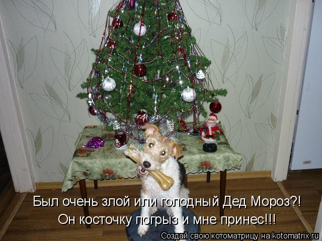 Был очень злой или голодный Дед Мороз?! Он косточку погрыз и мне принес!!!... Котоматрица: Был очень злой или голодный Дед Мороз?! Он косточку погрыз и мне принес!!!