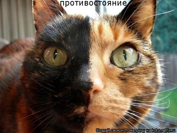 Котоматрица: противостояние