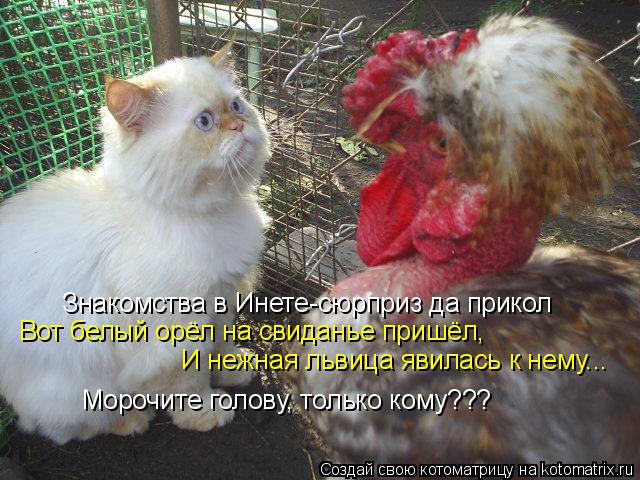 Знакомства в Инете-сюрприз да прикол Вот белый орёл на свиданье пришёл, И нежная львица явилась к нем... Котоматрица: Знакомства в Инете-сюрприз да прикол Вот белый орёл на свиданье пришёл, И нежная львица явилась к нему... Морочите голову, только кому???