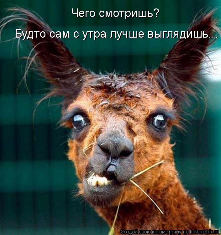 Чего смотришь? Будто сам с утра лучше выглядишь...... Котоматрица: Чего смотришь? Будто сам с утра лучше выглядишь...