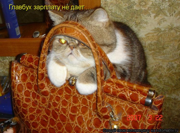 Котоматрица: Главбух зарплату не дает ...