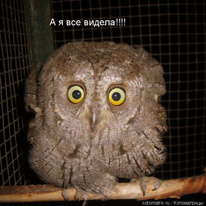 А я все видела!!!!... Котоматрица: А я все видела!!!!