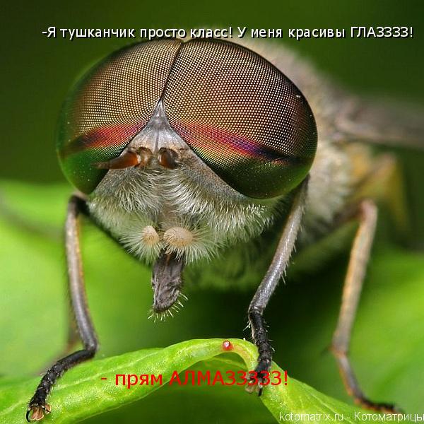 Котоматрица: -Я тушканчик просто класс! У меня красивы ГЛАЗЗЗЗ! - прям АЛМАЗЗЗЗЗ!