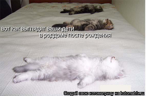 Котоматрица: вот как выглядят ваши дети  в роддоме после рождения