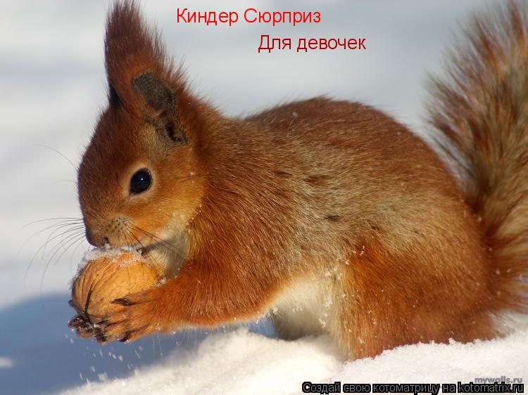 Котоматрица: Киндер Сюрприз Для девочек
