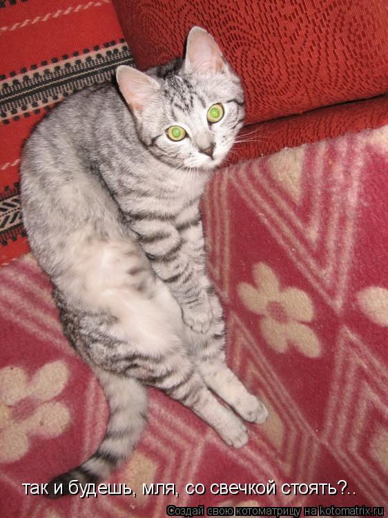 Котоматрица: так и будешь, мля, со свечкой стоять?..