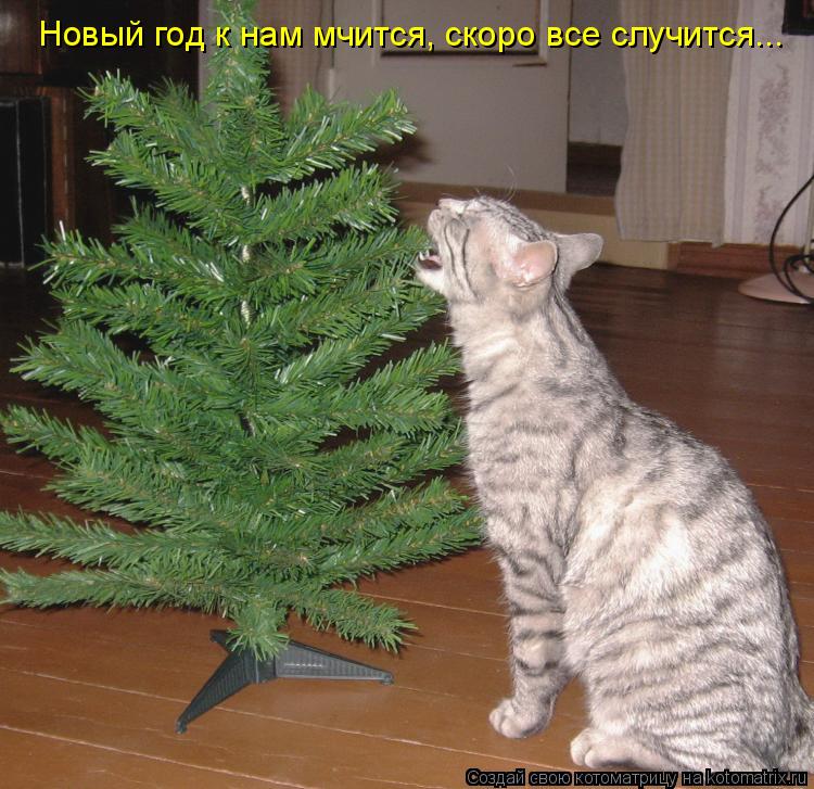 Котоматрица: Новый год к нам мчится, скоро все случится...