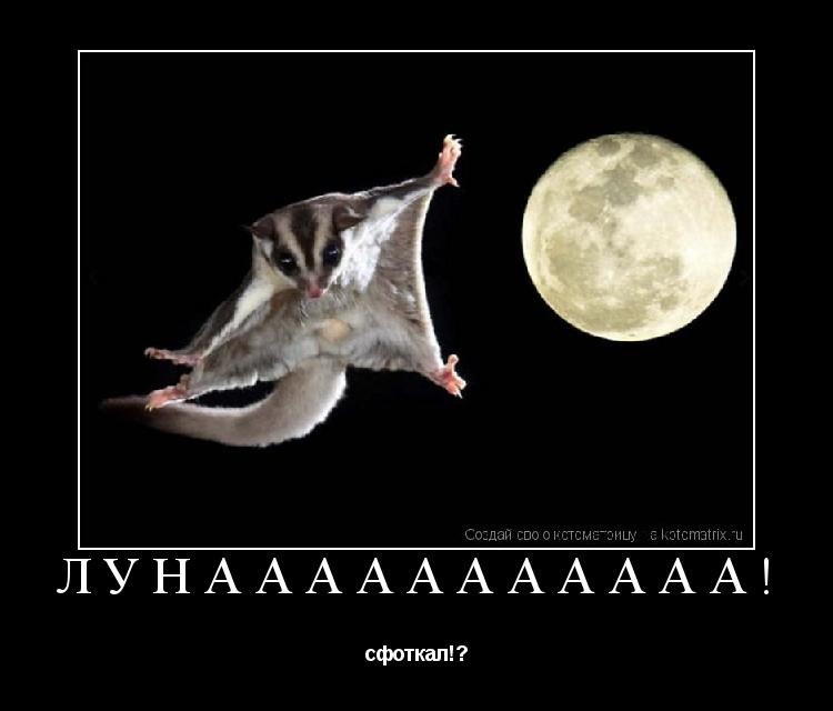 Котоматрица: Лунааааааааааа! сфоткал!?
