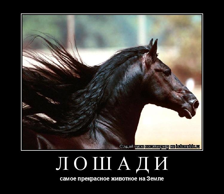 Лошади самое прекрасное животное на Земле... Котоматрица: Лошади самое прекрасное животное на Земле