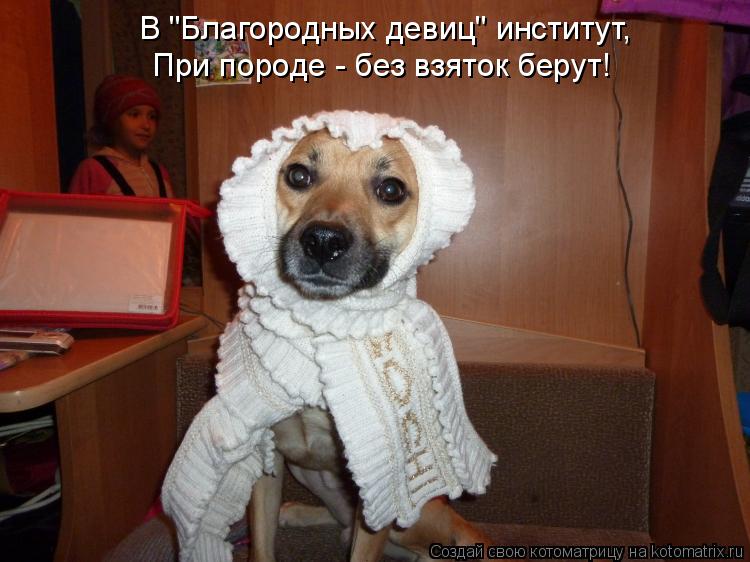 В "Благородных девиц" институт, При породе - без взяток берут!... Котоматрица: В "Благородных девиц" институт, При породе - без взяток берут!