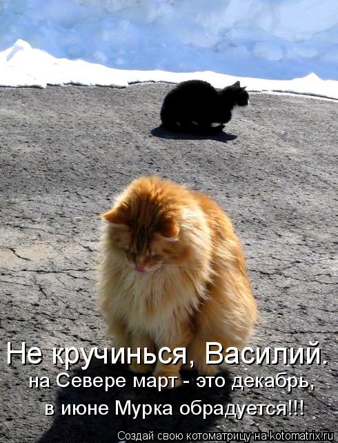 Не кручинься, Василий. на Севере март - это декабрь, в июне Мурка обрадуется!!!... Котоматрица: Не кручинься, Василий. на Севере март - это декабрь, в июне Мурка обрадуется!!!