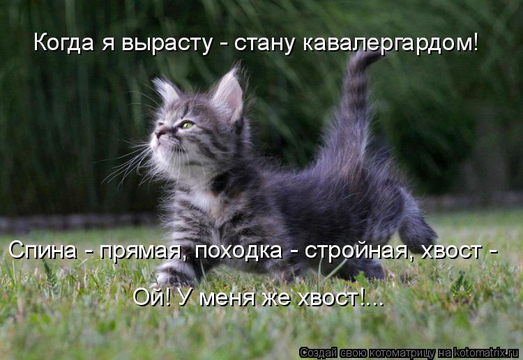 Когда я вырасту - стану кавалергардом! Спина - прямая, походка - стройная, хвост - Ой! У меня же хво... Котоматрица: Когда я вырасту - стану кавалергардом! Спина - прямая, походка - стройная, хвост - Ой! У меня же хвост!...