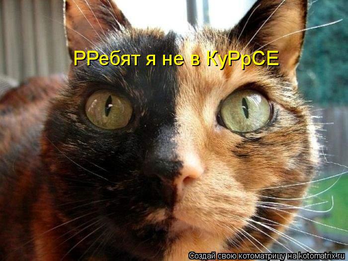 Котоматрица: РРебят я не в КуРрСЕ